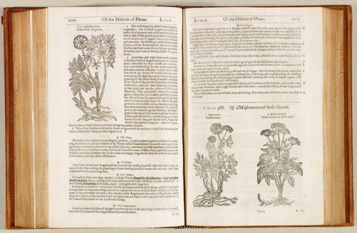 an image of the Herball, open to pages 1000 and 1001; on the left, an illustration and entry for Angelica is legible
